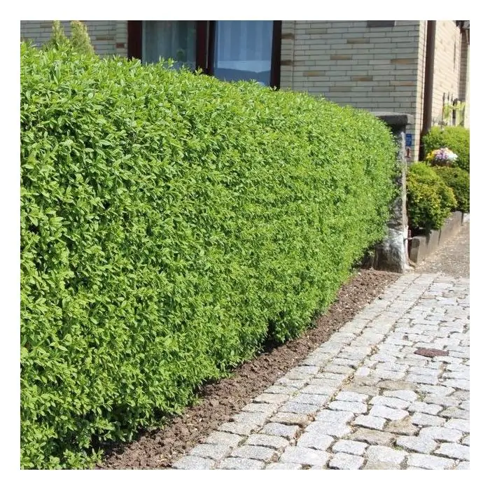 Gewhnlicher Liguster wei | Ligustrum vulgare 'Atrovirens' kaufen? |  Grnes Paradies