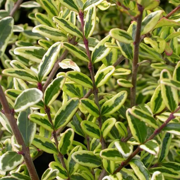 zz zz plant Large ZZ Plant