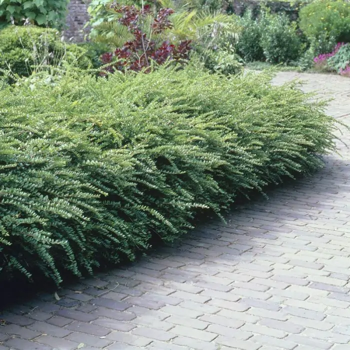Heckenmyrte grn | Lonicera nitida 'Maigrn' kaufen? | Grnes Paradies