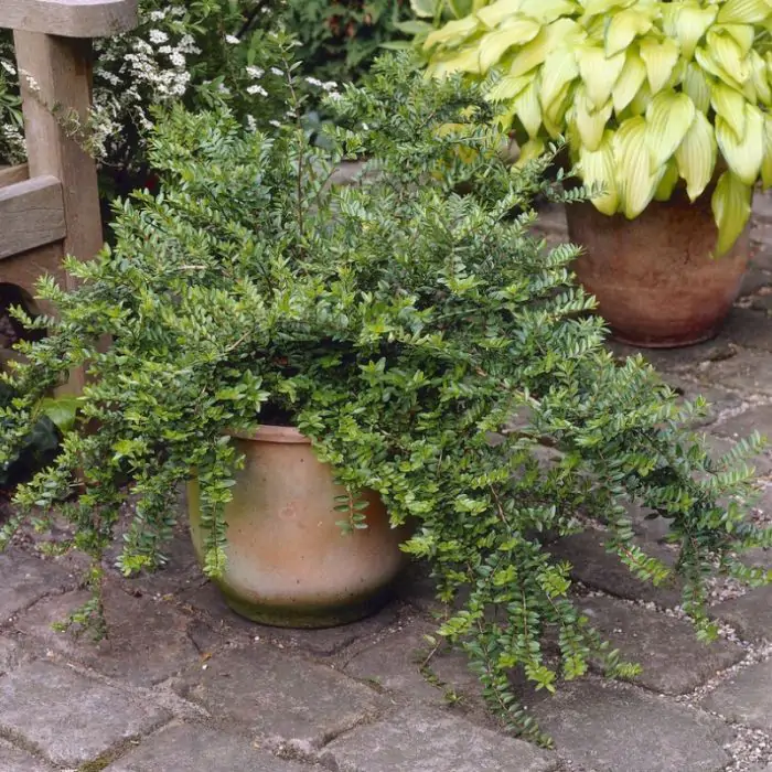 prince of orange philodendron Philodendron Prince of Orange - Philodendron main image 0