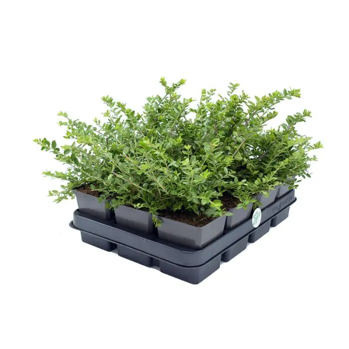 Heckenmyrte grn | Lonicera nitida 'Maigrn' kaufen? | Grnes Paradies