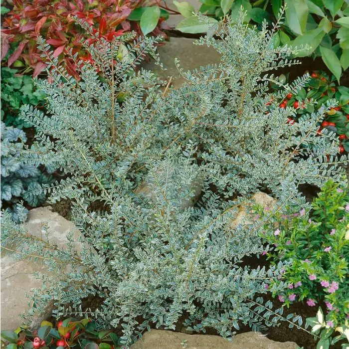 planting geum Koi Geum main image 1