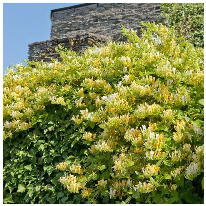 Geiblatt rot gelb wei | Lonicera periclymenum kaufen? | Grnes Paradies