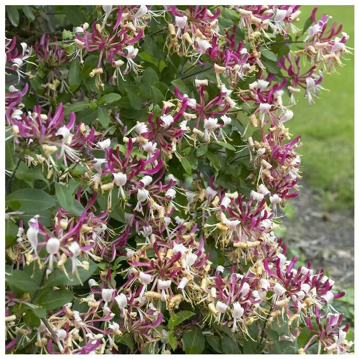 erythronium pagoda plants Erythronium 'Pagoda' main image 1