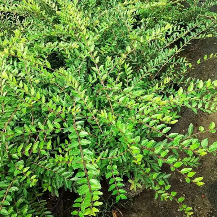Geiblatt grn | Lonicera pileata kaufen? | Grnes Paradies