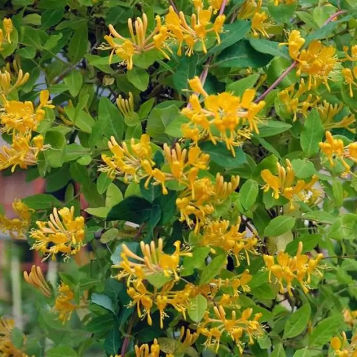 Geiblatt gelb orange | Lonicera Tellmanniana kaufen? | Grnes Paradies