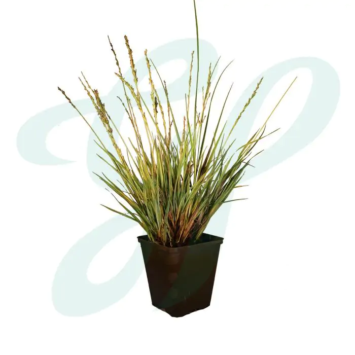 Molinia caerulea 'Variegata' P9