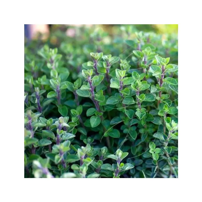 dnger 15-15-15 Volldnger NPK 15-15-15 Frhjahr, Sommer und Herbst  TerraDomi Onlineshop