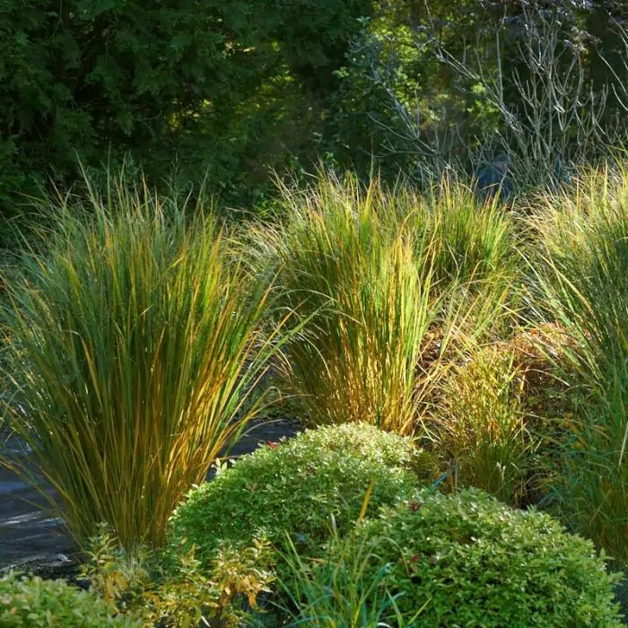 Ruten-Hirse grn | Panicum virgatum 'Northwind' kaufen? | Grnes Paradies