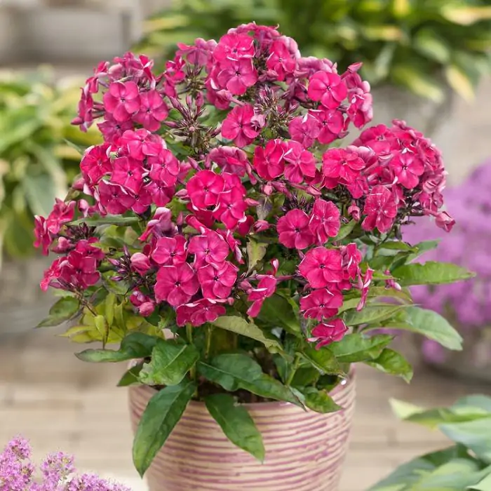 Hoher Stauden-Phlox rot | Phlox paniculata 'Tenor' kaufen? | Grnes Paradies