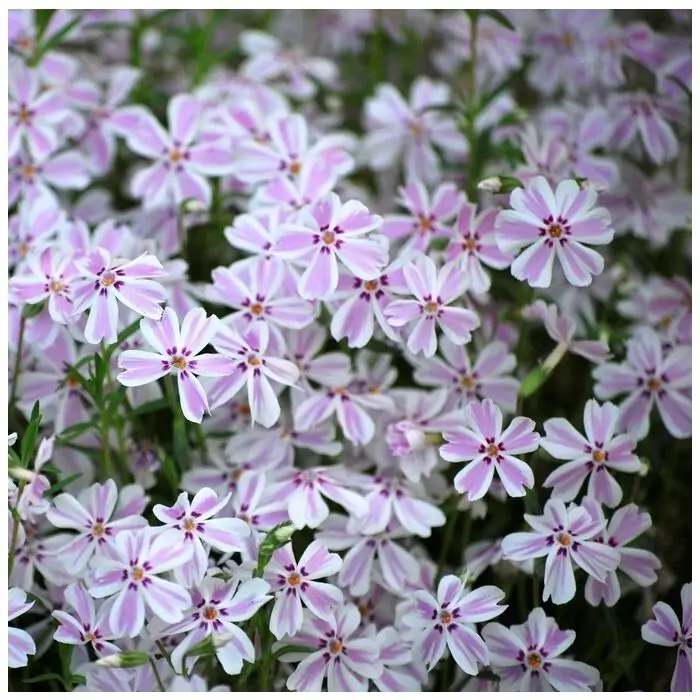 Teppichphlox - Polsterphlox | Phlox 'Candy Stripes' kaufen? | Grnes  Paradies