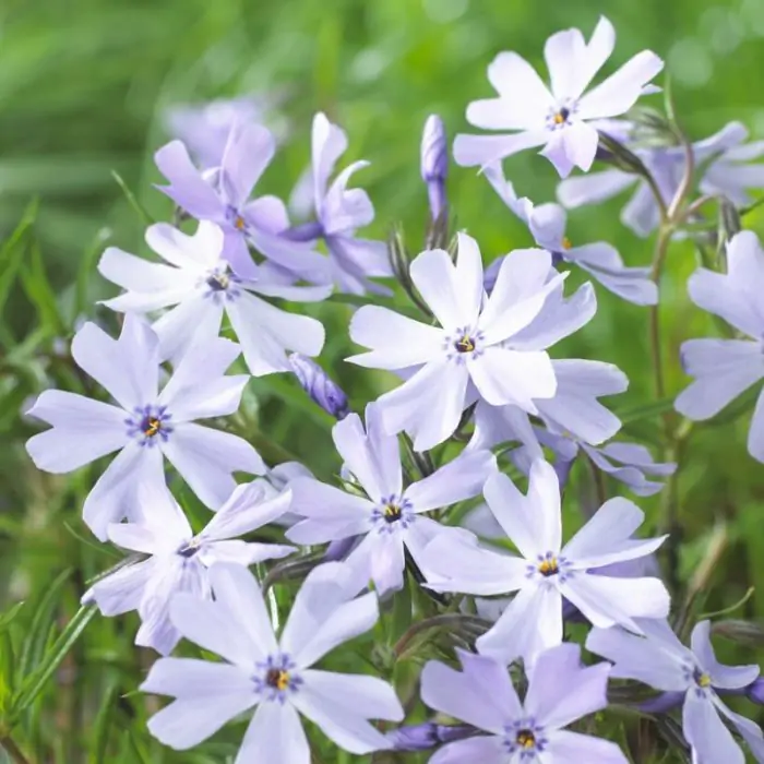 Teppichphlox - Polsterphlox blau| Phlox Cushion Blue kaufen? | Grnes  Paradies