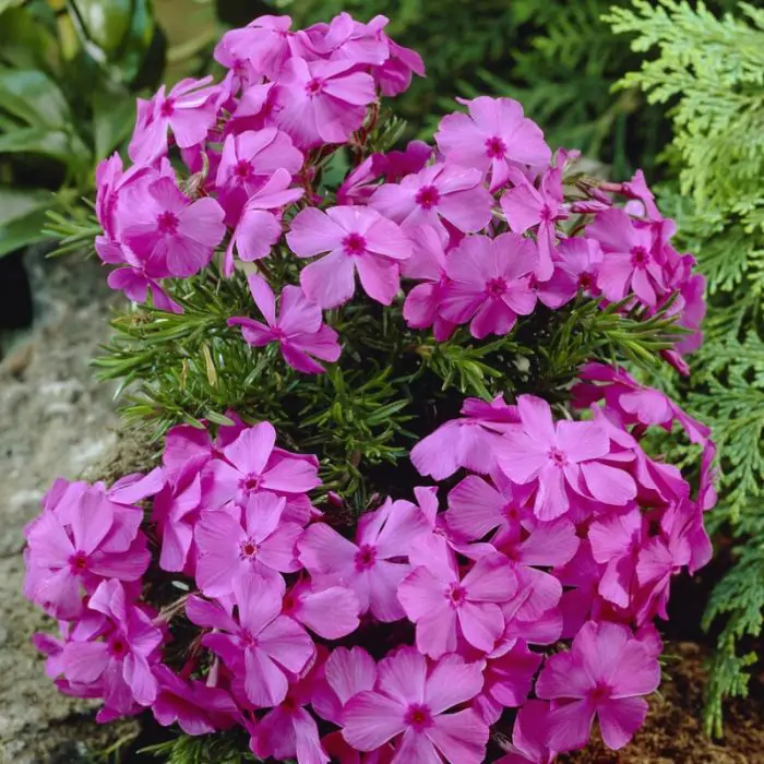 Teppichphlox - Polsterphlox rosa - Phlox 'MacDaniel's Cushion' kaufen? |  Grnes Paradies
