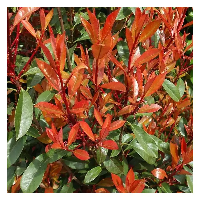 Rote Glanzmispel | Photinia fraseri 'Carr Rouge' kaufen? | Grnes Paradies