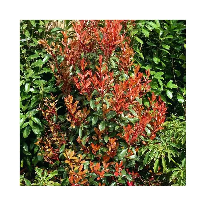 Rote Glanzmispel | Photinia fraseri 'Carr Rouge' kaufen? | Grnes Paradies