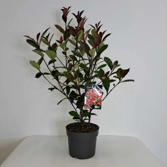 Rote Glanzmispel | Photinia fraseri 'Carr Rouge' kaufen? | Grnes Paradies