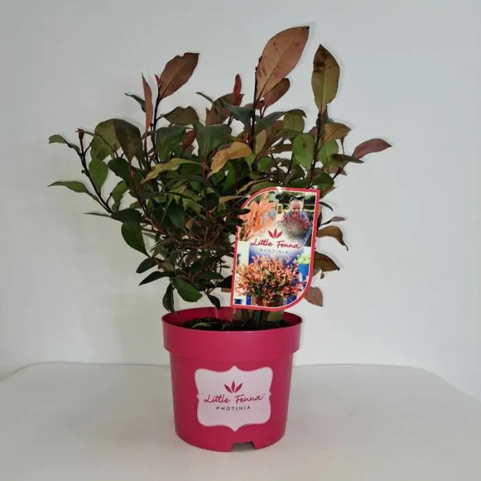 Rote Glanzmispel | Photinia fraseri 'Little Fenna' kaufen? | Grnes Paradies