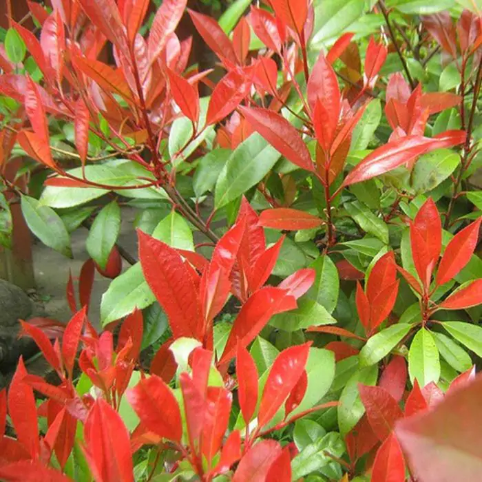 Zwergglanzmispel rot | Photinia fraseri 'Little Red Robin' kaufen? | Grnes  Paradies