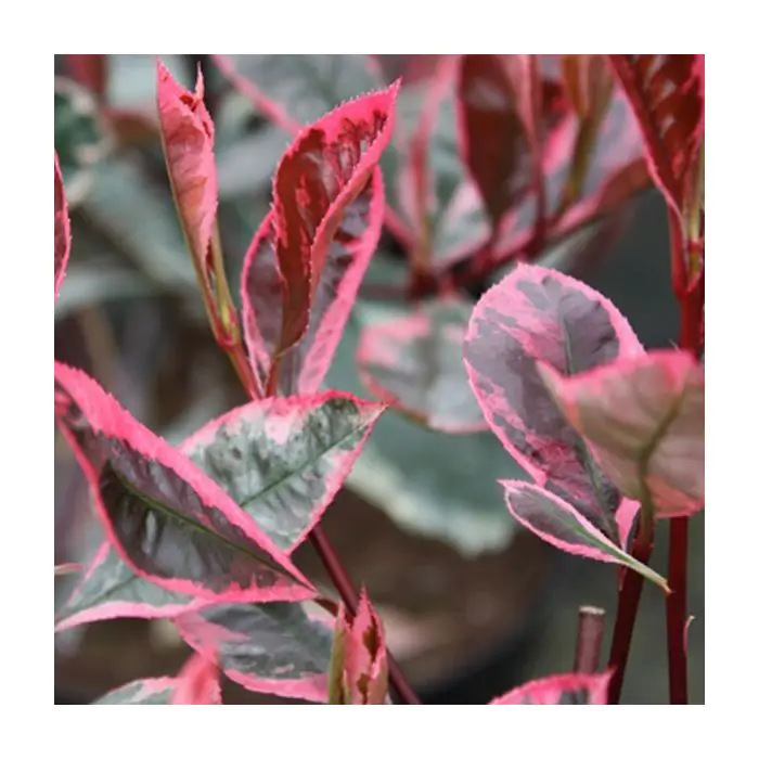 Rote Glanzmispel | Photinia fraseri 'Louise' kaufen? | Grnes Paradies