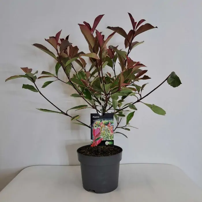 philodendron white fusion Shop Variegated Philodendron White Princess Mature Plant main image 1
