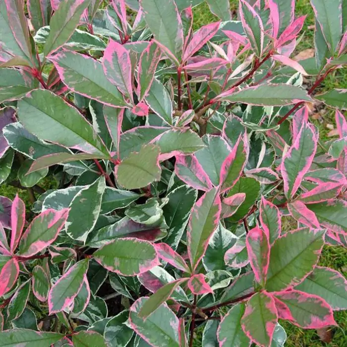 Rote Glanzmispel | Photinia fraseri 'Pink Marble' kaufen? | Grnes Paradies