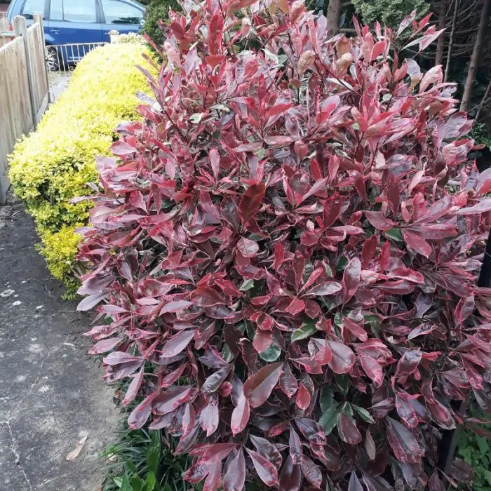 boho kaktus Boho Cactus Keychain Blank – KW Custom Creations 2 main image 0