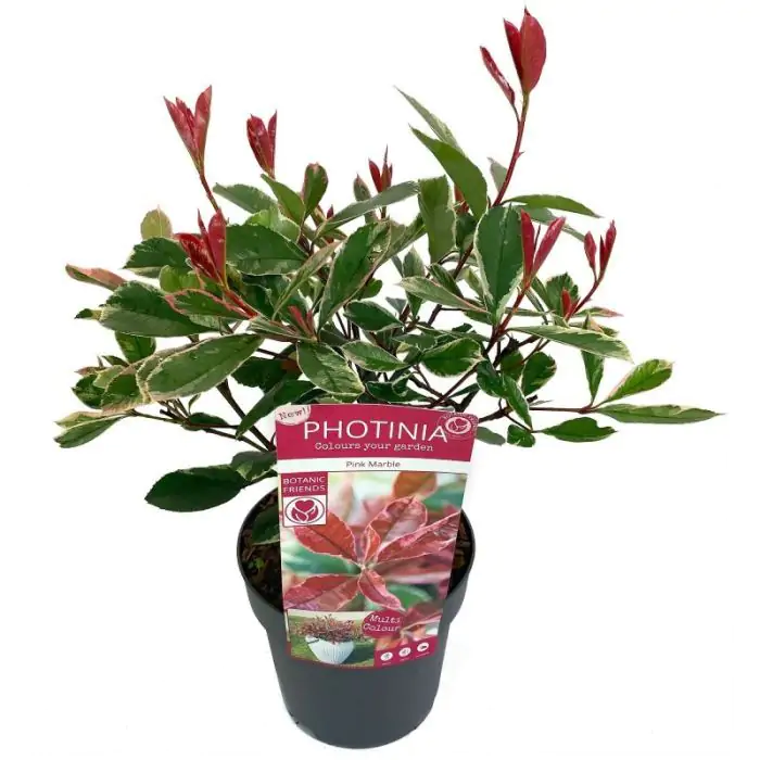 Rote Glanzmispel | Photinia fraseri 'Pink Marble' kaufen? | Grnes Paradies