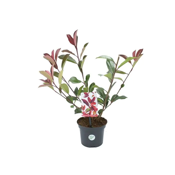 Rote Glanzmispel | Photinia Fraseri 'Red Robin' kaufen? | Grnes Paradies