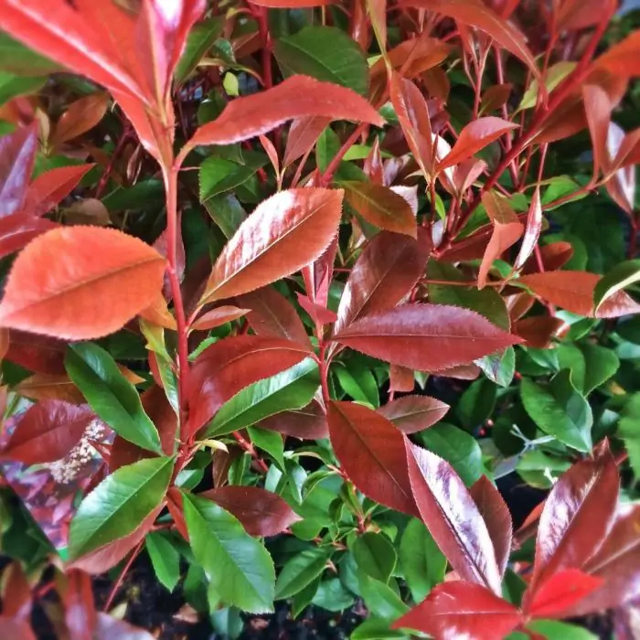 Rote Glanzmispel | Photinia fraseri 'Robusta Compacta' kaufen? | Grnes  Paradies