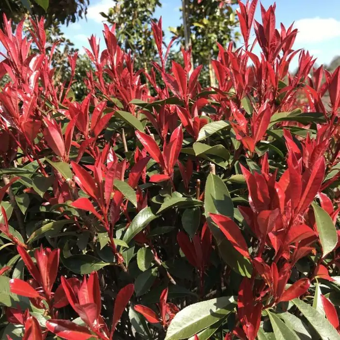 Rote Glanzmispel | Photinia fraseri 'Robusta Compacta' kaufen? | Grnes  Paradies