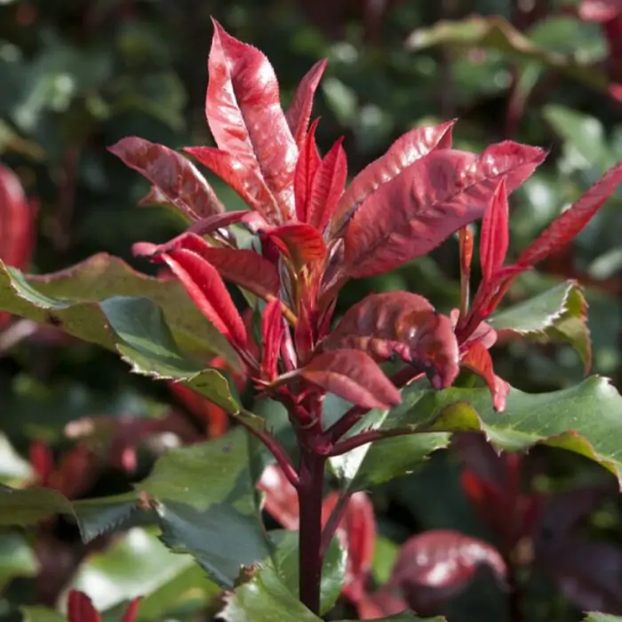 Rote Glanzmispel | Photinia 'Magical Vulcano' kaufen? | Grnes Paradies