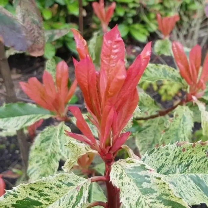 Kahle Glanzmispel rot rosa | Photinia 'Pink Crispy' kaufen? | Grnes  Paradies