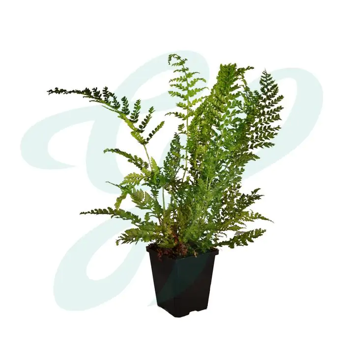 Polystichum setiferum 'Proliferum' - Schmaler Filigranfarn 'Proliferum'  kaufen? | Grnes Paradies
