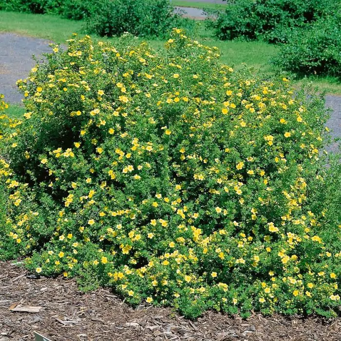 Fingerstrauch gelb | Potentilla fruticosa 'Katherine Dykes' kaufen? |  Grnes Paradies