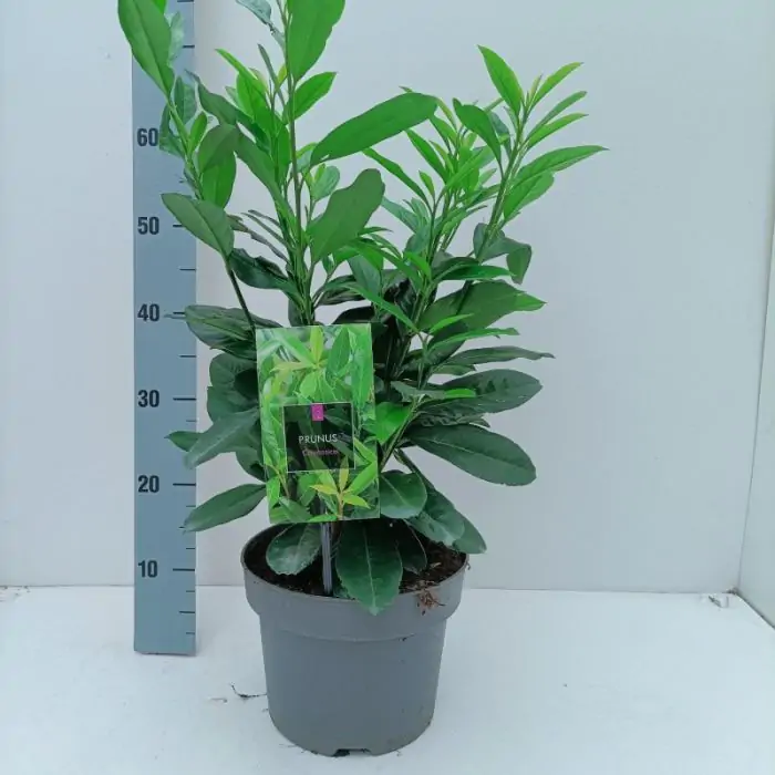 monstera subpinnata Monstera Subpinnata 6