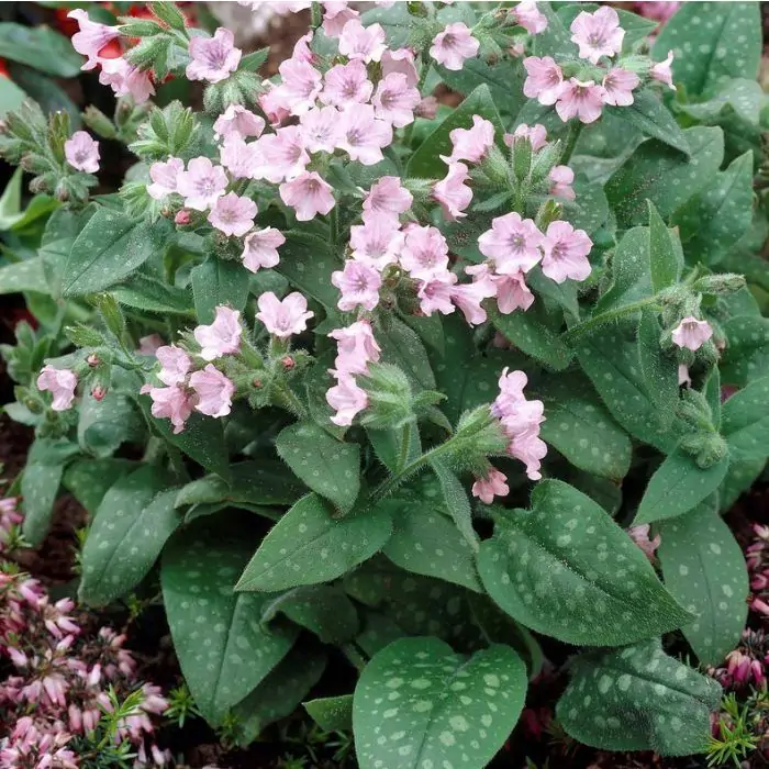 Lungenkraut rosa | Pulmonaria 'Dora Bielefeld' kaufen? | Grnes Paradies