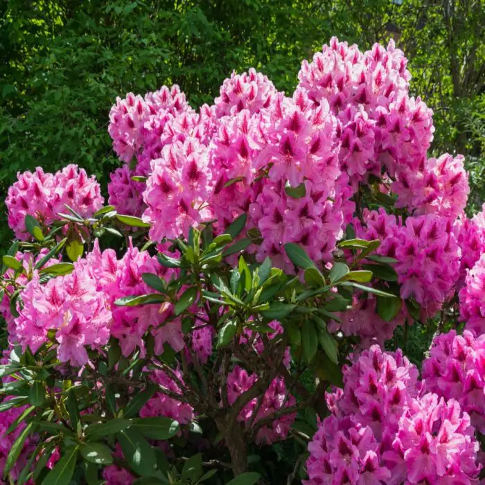 Rhododendron rot rosa | Rhododendron Hybride 'Cosmopolitan' kaufen? |  Grnes Paradies