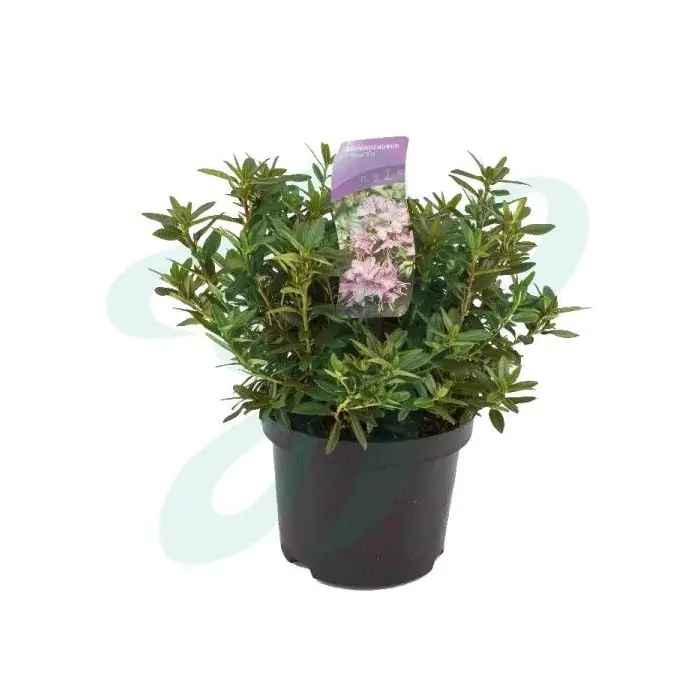 Zwerg Rhododendron blau lila | Rhododendron 'Blue Tit' kaufen? | Grnes  Paradies