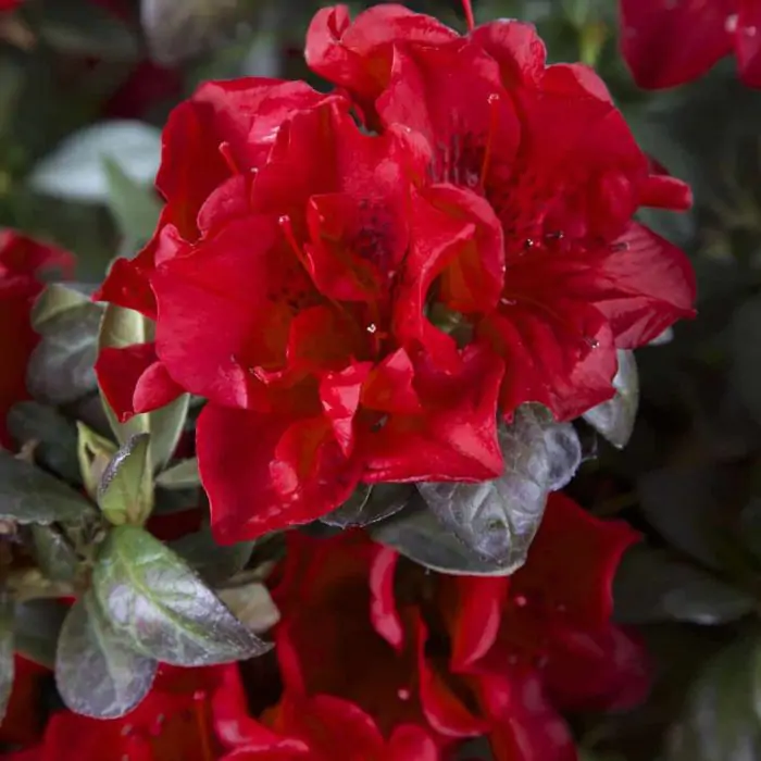 Japanische Azalee rot | Rhododendron Encore 'Autumn Fire' kaufen? | Grnes  Paradies