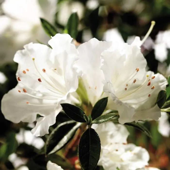 Rhododendron wei | Rhododendron Encore 'Pure White Julia' kaufen? | Grnes  Paradies