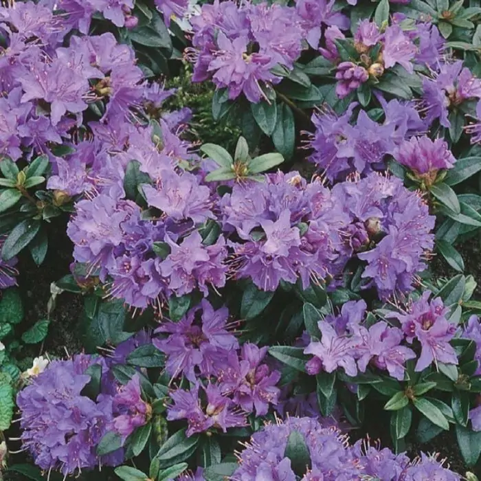 Rhododendron 'Gristede' - Rhododendron