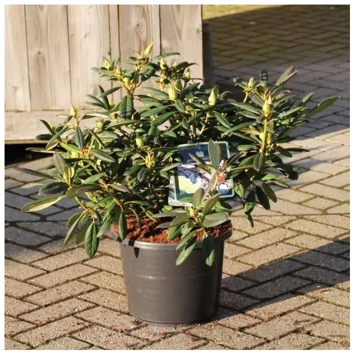 thuja lebensbaum kaufen Lebensbaum 'Smaragd' (Thuja occidentalis) – 8 Pflanzen für 1 m Hecke,