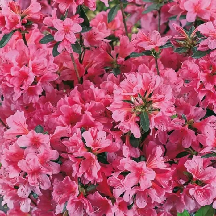 Japanische Azalee rosa | Rhododendron 'Madame van Hecke' kaufen? | Grnes  Paradies