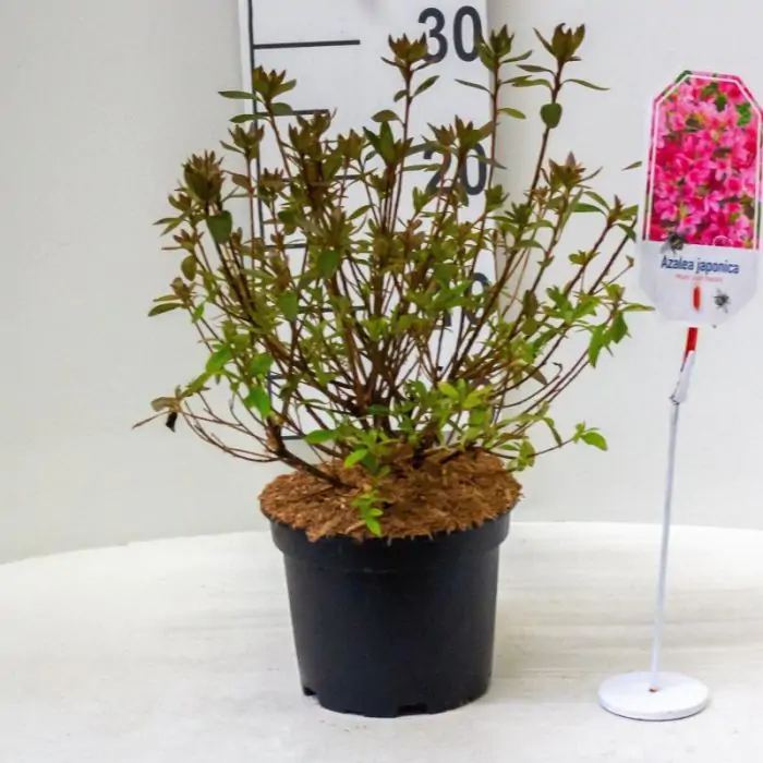 welche pflanzen passen zu thuja lebensbaum-thuja-occidentalis-brabant-mit-wurzelballen-140-160-cm