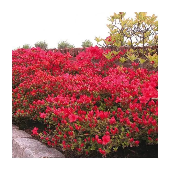 Japanische Azalee rot | Rhododendron 'Moederkensdag' kaufen? | Grnes  Paradies