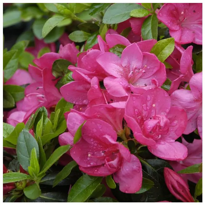 rhododendron dark lord Lee's Dark Purple Rhododendron