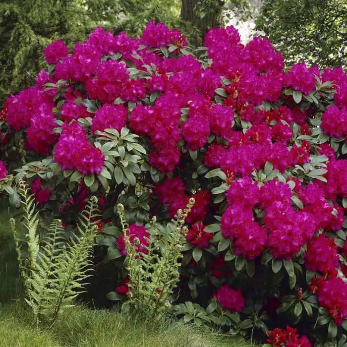 Rhododendron Hybride rot rosa | Rhododendron 'Nova Zembla' kaufen? | Grnes  Paradies