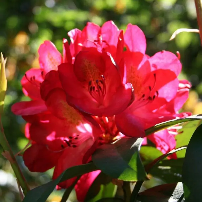 Rhododendron Hybride rot rosa | Rhododendron 'Nova Zembla' kaufen? | Grnes  Paradies