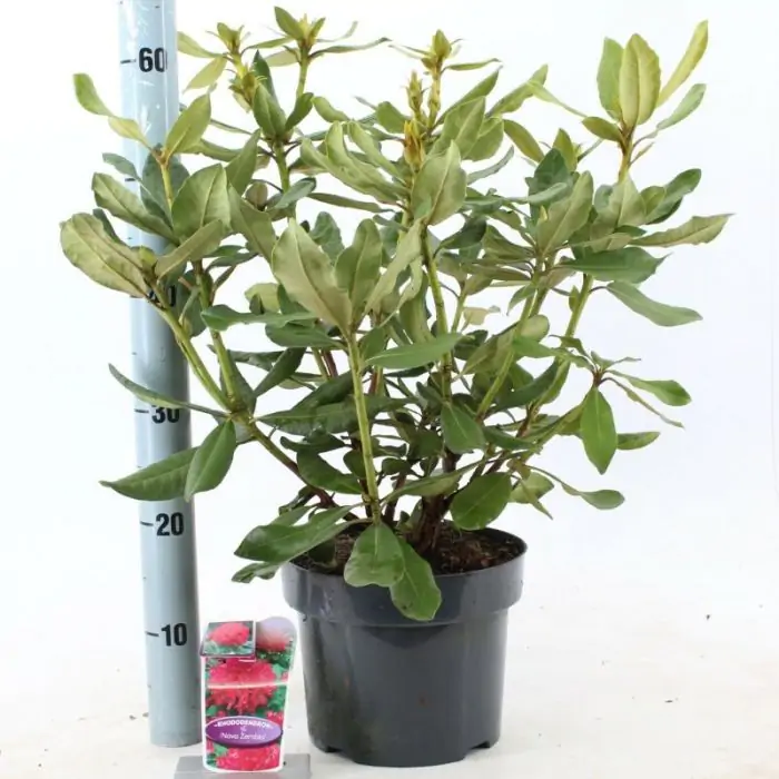 Rhododendron Hybride rot rosa | Rhododendron 'Nova Zembla' kaufen? | Grnes  Paradies