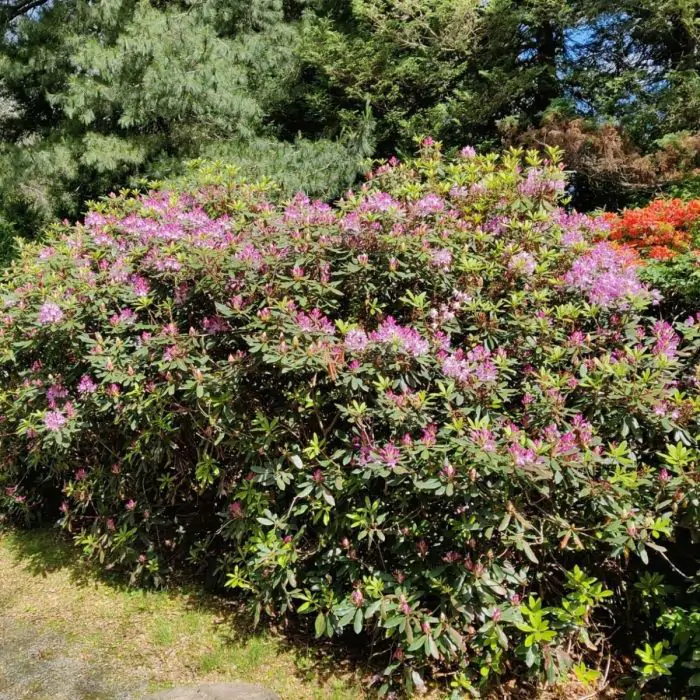 Rhododendron lila | Rhododendron ponticum 'Roseum' lila kaufen? | Grnes  Paradies